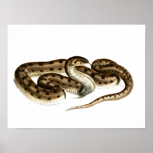  slangentekening-bruin-gevlekt-Afrikaans Poster (Voorkant)