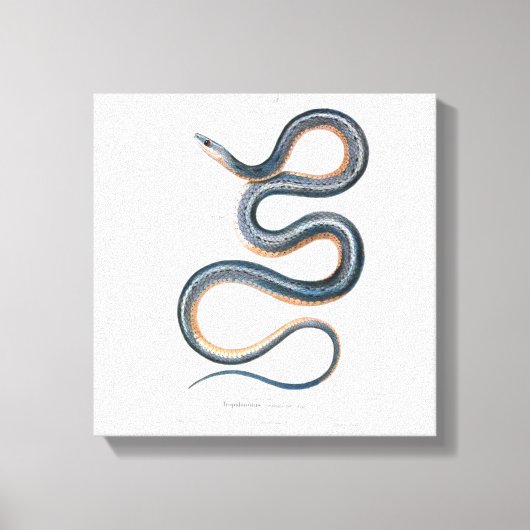  slangentekening Victoriaans Art Nouveau Snake Canvas Afdruk (Voorkant)