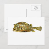 Slangoest Briefkaart (Voorkant / Achterkant)