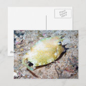 Slangoest Briefkaart (Voorkant / Achterkant)