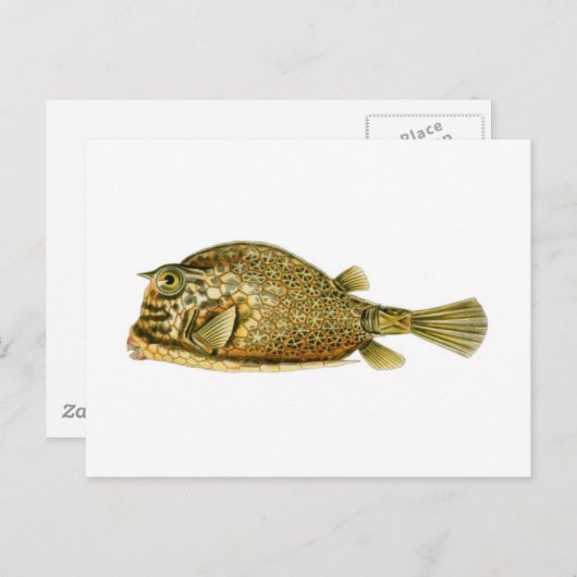 Slangoest Briefkaart (Voorkant / Achterkant)