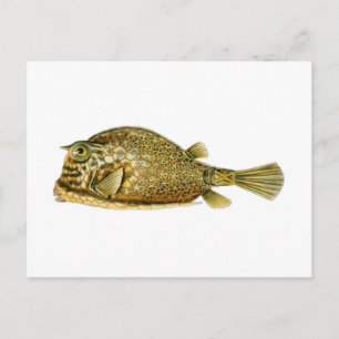 Slangoest Briefkaart