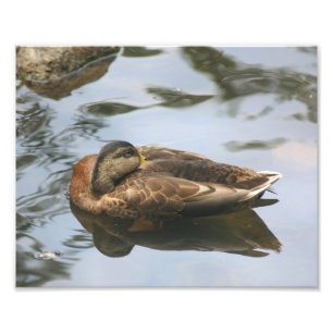 Slank, bruin Duck, 10x8 Natuur afdrukken Foto Afdruk