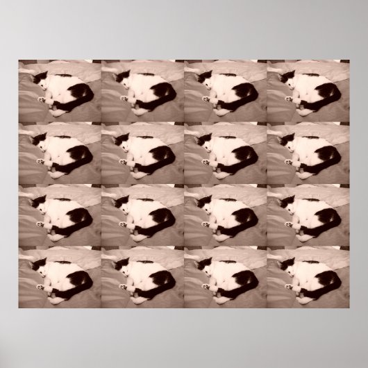 Slank Kat/zwart/wit Poster (Voorkant)