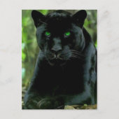 Slank zwart Pantherkat met groene ogen Briefkaart (Voorkant)