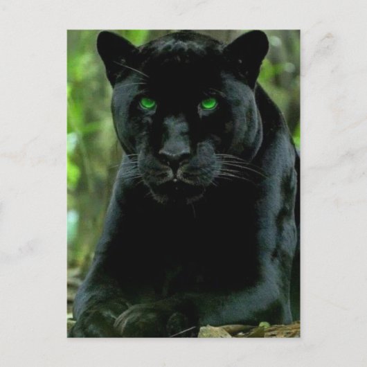 Slank zwart Pantherkat met groene ogen Briefkaart (Voorkant)