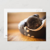 Slank zwarte Chinese puppy Dog Briefkaart (Voorkant / Achterkant)