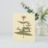 Slanke Bloemen Rode Zinnia Illustratie Briefkaart (Staand voorkant)