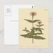 Slanke Bloemen Rode Zinnia Illustratie Briefkaart (Voorkant / Achterkant)