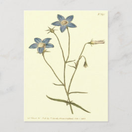 Slanke Klokjesbloem Blauwe Illustratie Briefkaart