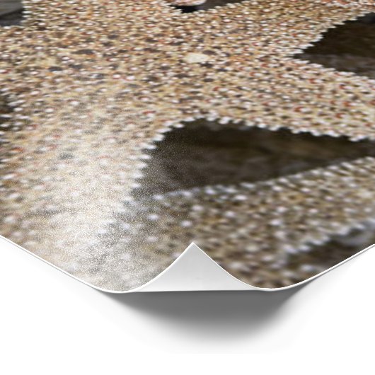 Slanvis overal foto afdruk (Hoek)