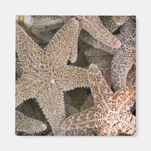 Slanvis overal magneet (Voorkant)