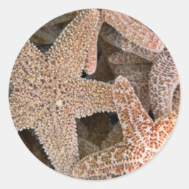 Slanvis overal ronde sticker