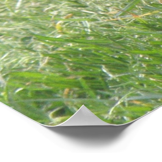 Slapduif afdrukken poster (Hoek)