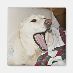 Slapehond Magneet
