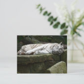 Slapen Bengalen witte tijger fotografie Briefkaart (Staand voorkant)