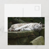 Slapen Bengalen witte tijger fotografie Briefkaart (Voorkant / Achterkant)