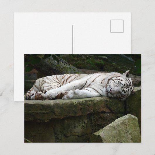 Slapen Bengalen witte tijger fotografie Briefkaart (Voorkant / Achterkant)