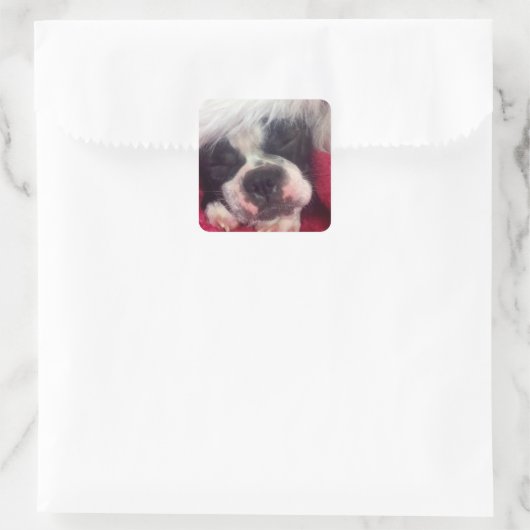 Slapen Boston Terrier Sticker (Tas)