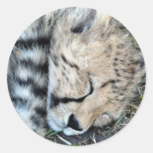 Slapen Cheetah Cub Foto Ronde Sticker (Voorkant)