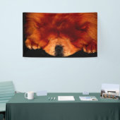 Slapen Chow BnRCNA Spandoek (Beurs)