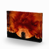 Slapen Chow Chow pbcna Fotoblokken (Rechts)