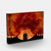 Slapen Chow Chow pbcna Fotoblokken (Links)