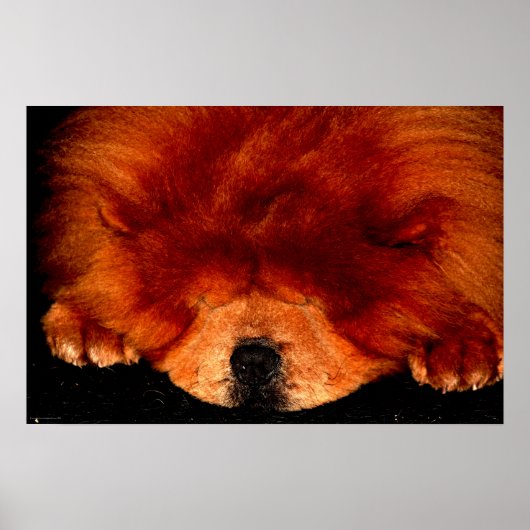 Slapen Chow Chow Wapcnm Poster (Voorkant)