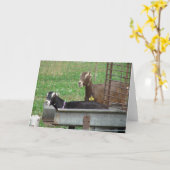 Slapen in mijn feeder kaart (Gele Bloem)