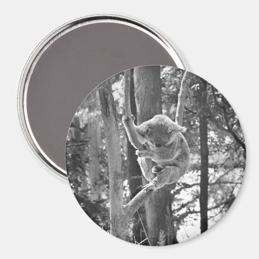 Slapen Koala Beer ~ Magneet (Voorkant / Achterkant)