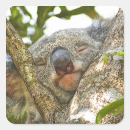 Slapen Koala Beer Sticker