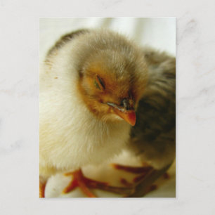 Slapen op de baan briefkaart