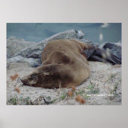 Slapen op de rotsen poster (Voorkant)