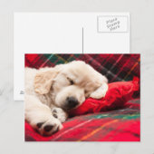 Slapen Puppy Op Plaid Briefkaart (Voorkant / Achterkant)