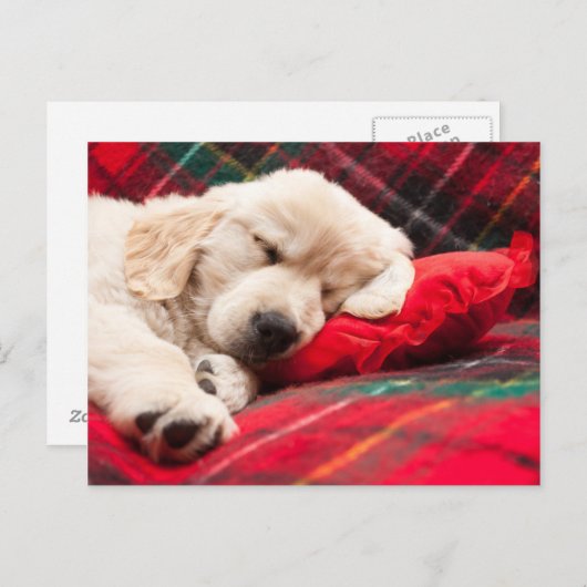 Slapen Puppy Op Plaid Briefkaart (Voorkant / Achterkant)