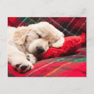 Slapen Puppy Op Plaid Briefkaart
