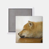 Slapen Shiba-ken 3 Magneet (Voorkant / Achterkant)