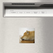 Slapen Shiba-ken 3 Magneet (Insitu (Vaatwasser))