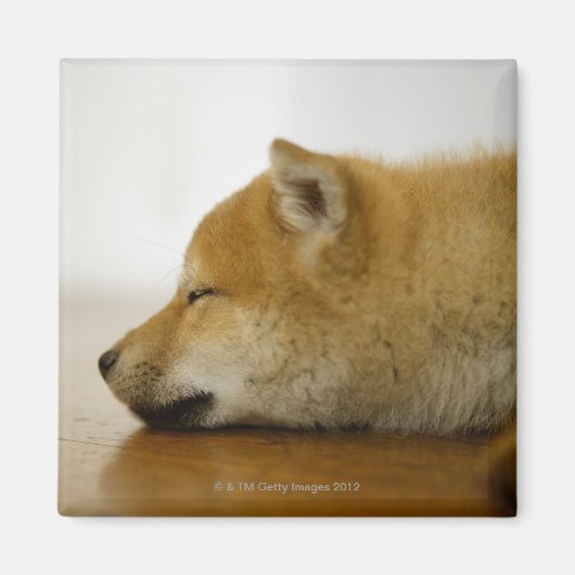 Slapen Shiba-ken 3 Magneet (Voorkant)