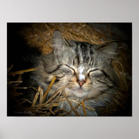 Slapen van letterlijk katje in bed van straatfoto poster (Voorkant)