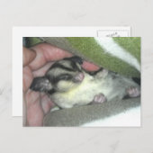 Slapen van suikerglider in mandje briefkaart (Voorkant / Achterkant)