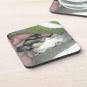 Slapen van suikerglider in mandje drankjes onderzetter (Linkerzijde)