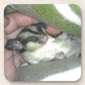 Slapen van suikerglider in mandje drankjes onderzetter (Voorkant)