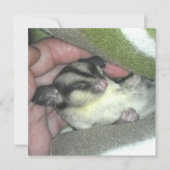 Slapen van suikerglider in mandje kaart (Voorkant)