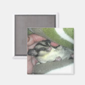 Slapen van suikerglider in mandje magneet (Voorkant / Achterkant)