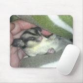 Slapen van suikerglider in mandje muismat (Met muis)