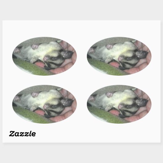 Slapen van suikerglider in mandje ovale sticker (Vel)