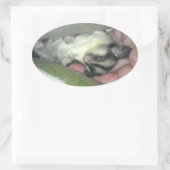 Slapen van suikerglider in mandje ovale sticker (Tas)