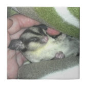 Slapen van suikerglider in mandje tegeltje (Voorkant)