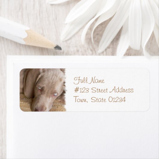 Slapen Weimeraner Hond Mailing Label (Insitu)